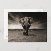 黒と白の象 ポストカード (正面/裏面)