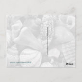 黒と白の貝殻　空白のポストカード ポストカード (裏面)