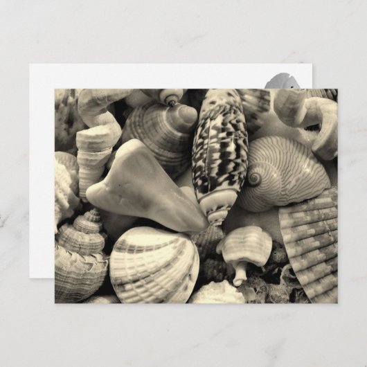 黒と白の貝殻　空白のポストカード ポストカード (正面/裏面)