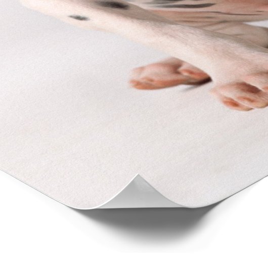 黒と白の2つの小さなダルマチアの子犬 ポスター (角)