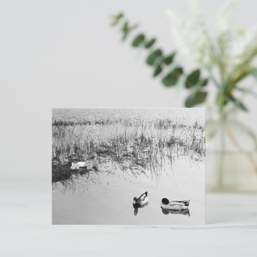 黒と白の2組のアヒル ポストカード (スタンド正面)