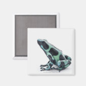 黒と緑の毒ダーツカエル マグネット (正面/裏面)