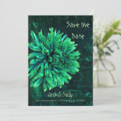 黒と緑の菊 セーブザデート (スタンド正面)