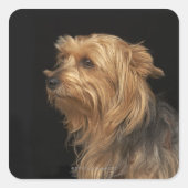 黒と茶色のヨークシャーテリア離れのプロファイル スクエアシール (正面)