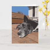 黒と茶色の真面目な犬のハスキーの研究室 カード (黄色い花)