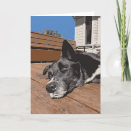 黒と茶色の真面目な犬のハスキーの研究室 カード