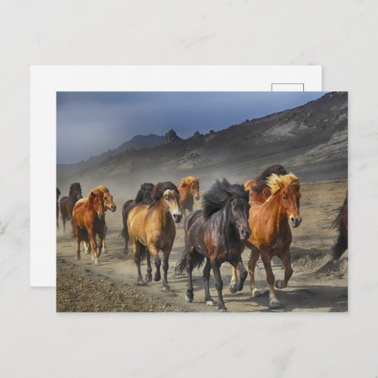 黒と茶色の馬の群れ ポストカード (正面/裏面)