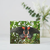 黒と赤の蛾 ポストカード (スタンド正面)