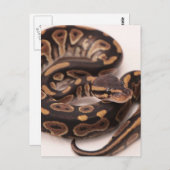 黒と黄のボールパイソン ポストカード (正面/裏面)