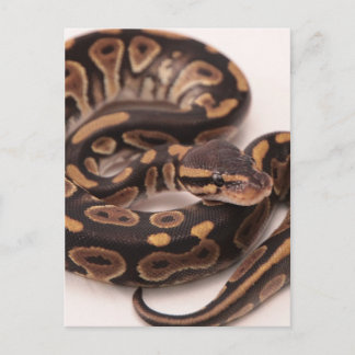 黒と黄のボールパイソン ポストカード