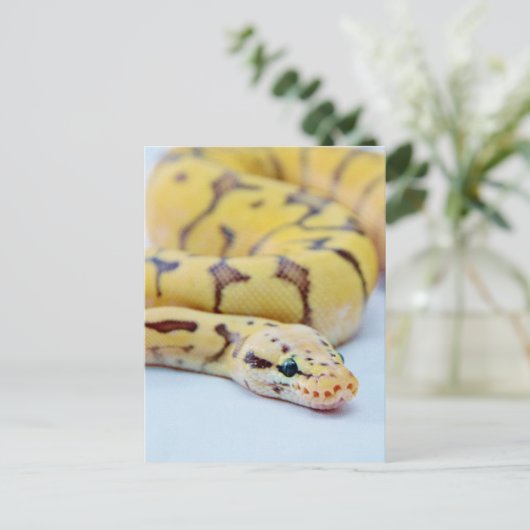 黒と黄のボールPython 2 ポストカード (スタンド正面)