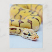 黒と黄のボールPython 2 ポストカード (正面)