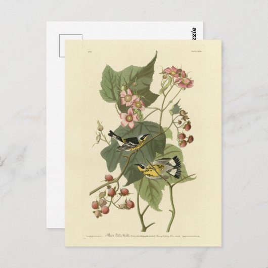 黒と黄の野鳥アウドゥボンの鳥 ポストカード (正面/裏面)