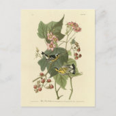 黒と黄の野鳥アウドゥボンの鳥 ポストカード (正面)