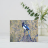 黒によって勘定書を出されるカササギ ポストカード (スタンド正面)