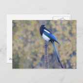 黒によって勘定書を出されるカササギ ポストカード (正面/裏面)