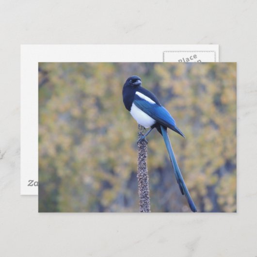 黒によって勘定書を出されるカササギ ポストカード (正面/裏面)