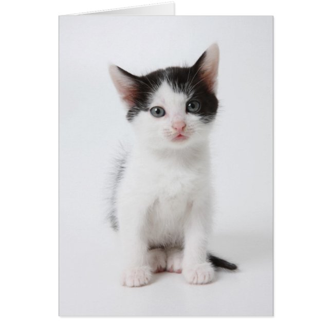 黒によって斑点を付けられる子ネコ (正面)