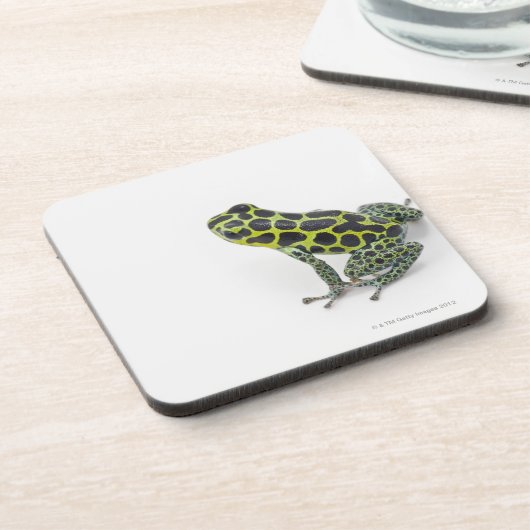 黒によって斑点を付けられる緑の毒投げ矢のカエル コースター (左側)