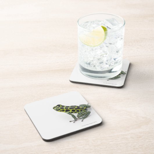 黒によって斑点を付けられる緑の毒投げ矢のカエル コースター (右側)