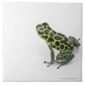 黒によって斑点を付けられる緑の毒投げ矢のカエル タイル (正面)