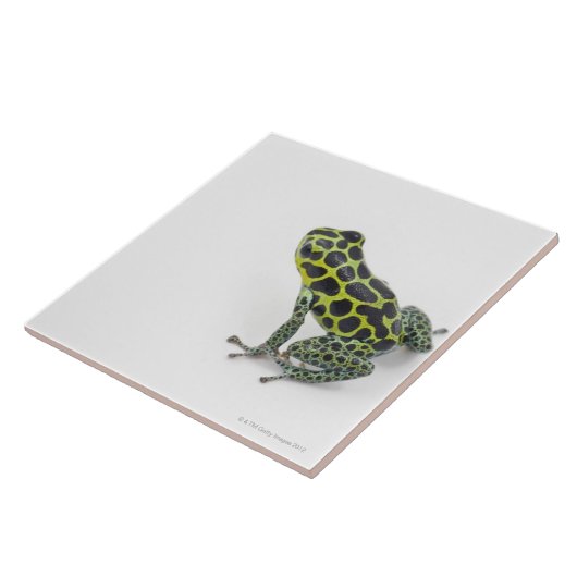 黒によって斑点を付けられる緑の毒投げ矢のカエル タイル (側面)