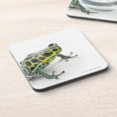 黒によって斑点を付けられる緑の毒投げ矢のカエル(Ranitomeya コースター (左側)