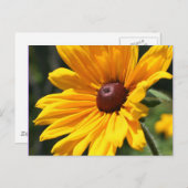 黒によって注目されるスーザンの花の写真撮影の郵便はがき ポストカード (正面/裏面)