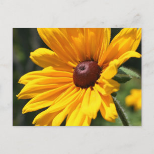 黒によって注目されるスーザンの花の写真撮影の郵便はがき ポストカード