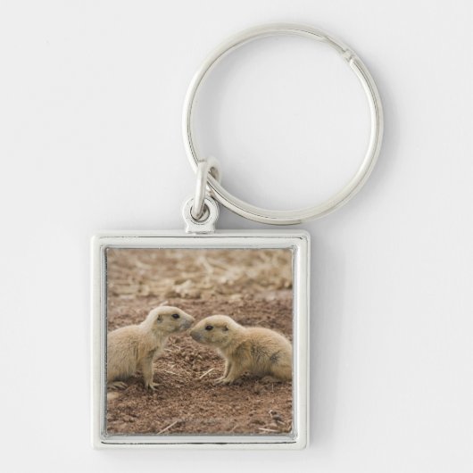 黒によってPrarieの後につかれるMarmot キーホルダー (正面)