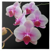 黒にピンクの蛾の蘭 – ファレノプシス タイル (正面)