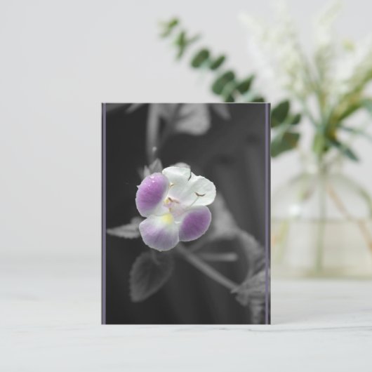 黒に紫 ポストカード (スタンド正面)