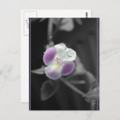 黒に紫 ポストカード (正面/裏面)