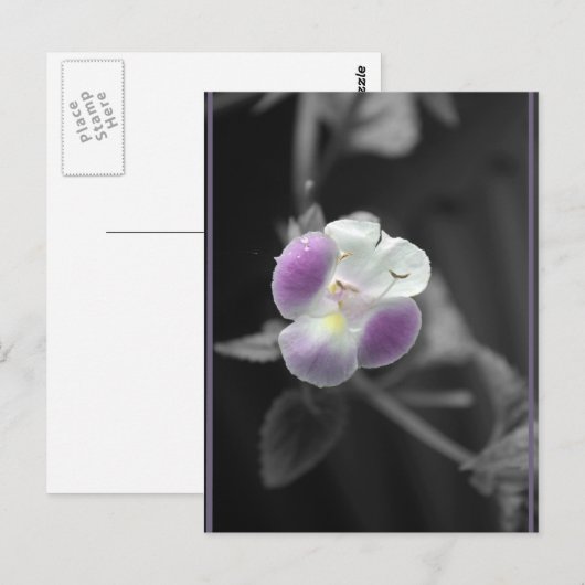 黒に紫 ポストカード (正面/裏面)