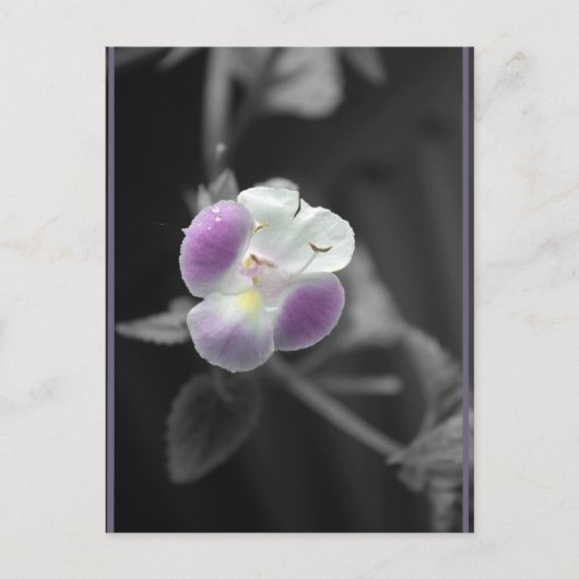 黒に紫 ポストカード (正面)