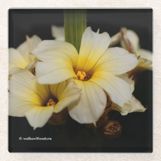 黒に美しいサテンの花 ガラスコースター (正面)