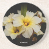 黒に美しいサテンの花 コースター (正面)