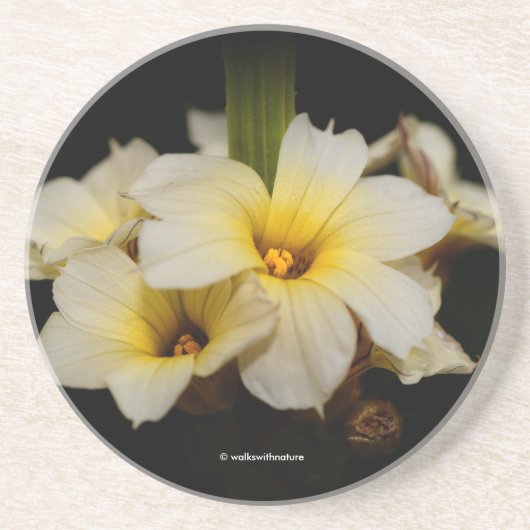 黒に美しいサテンの花 コースター (正面)