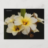 黒に美しいサテンの花 ポストカード (正面)