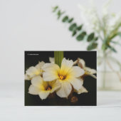 黒に美しいサテンの花 ポストカード (スタンド正面)