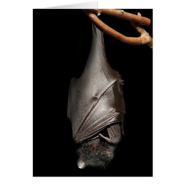 黒のこうもり (正面)