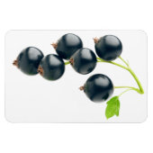 黒のカランツ マグネット (横)