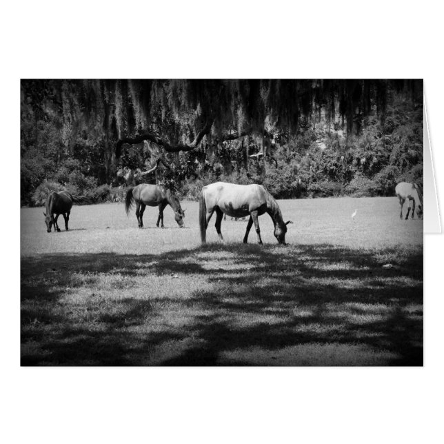 黒のカンバーランド (正面横)