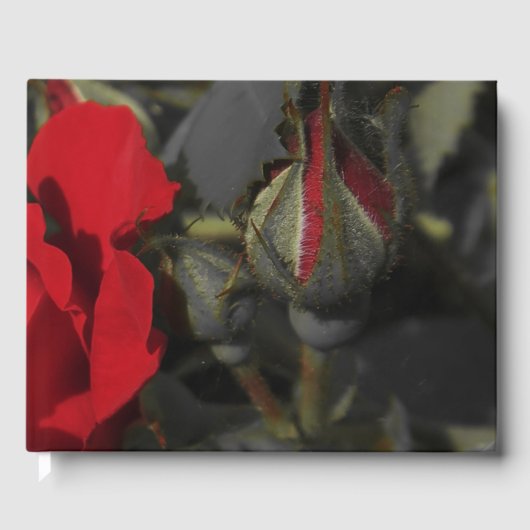 黒のゲストブックに結婚赤いバラのフェスティバル ゲストブック (正面)