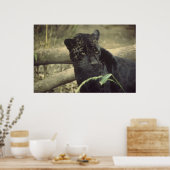 黒のジャガーアート(_J) ポスター (キッチン)