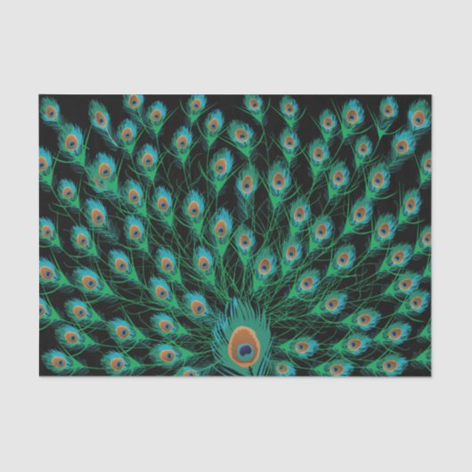黒の孔雀の羽を持つイラストレーション 薄葉紙 (正面)