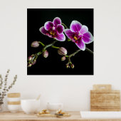 黒の穏やかな上に蘭のピンクの白淡い色の色 ポスター (キッチン)