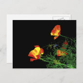 黒の背景にカリフォルニアのポピー ポストカード (正面/裏面)