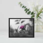 黒の色付きアスター縁ど ポストカード (スタンド正面)