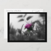 黒の色付きアスター縁ど ポストカード (正面/裏面)